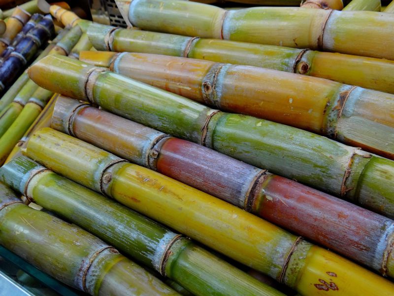 sugarcane