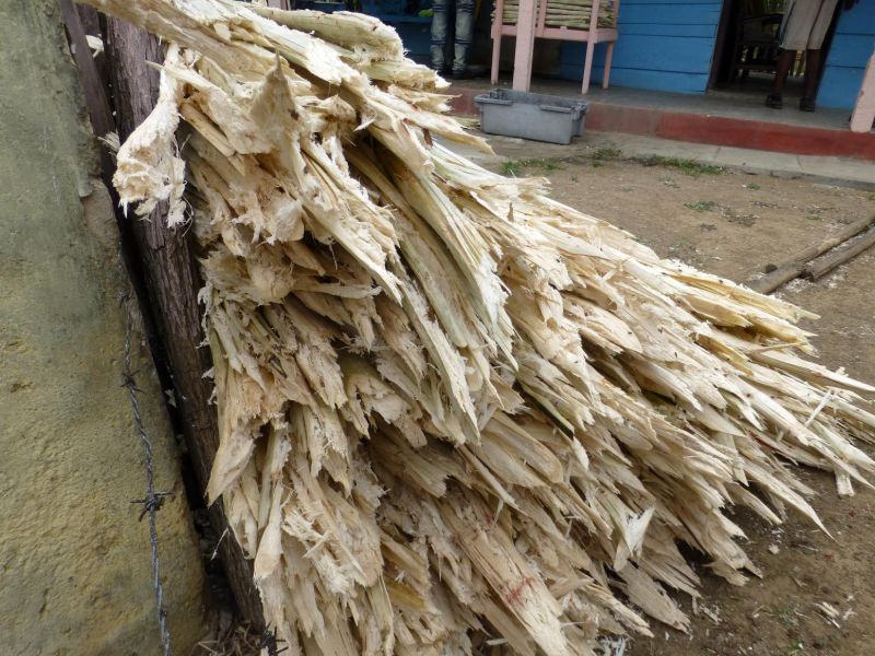sugarcane bagasse