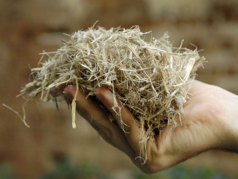 sugarcane bagasse